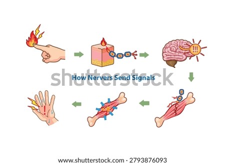 Educational infographic showing nerve signal transmission from stimulus to brain processing, muscle activation, and pain response.