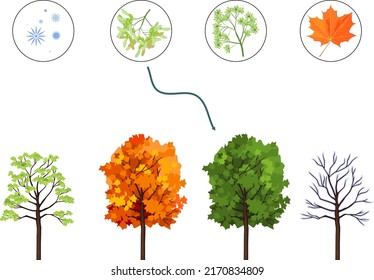 Educational matching game for biology lesson with maple tree at four seasons: spring, summer, autumn, winter