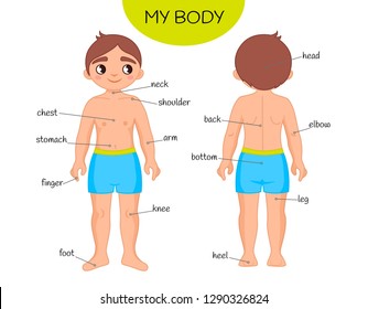 Educational material for children My body. Illustration of a cartoon boy.
