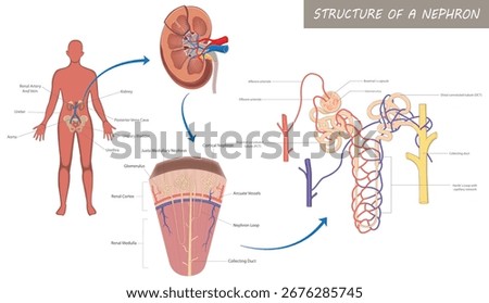 Educational medical diagram showing structure of nephron in human kidney, including glomerulus, tubules, collecting duct, blood vessels, and urinary system.
