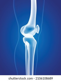 Educational medical illustration of leg bones and knee.