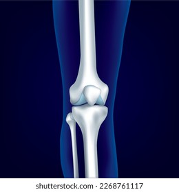 Educational medical illustration of leg bones and knee.