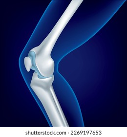 Educational medical illustration of leg bones and knee.