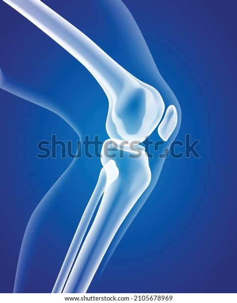 Educational\
medical illustration of leg bones and\
knee.