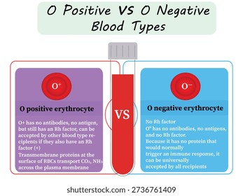 Educational medical infographic comparing O positive and O negative erythrocytes, highlighting Rh factor presence, antigen differences, and blood transfusion compatibility. Ideal for biology education, healthcare training, and medical presentations