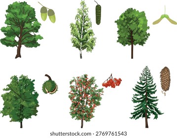 Educational set of trees and fruits: Oak ( Quercus robur), Birch  (Betula pendula), Maple (Acer platanoides), Horse Chestnut (Aesculus hippocastanum), Rowan (Sorbus aucuparia), and Spruce (Picea abies). Botanical vector illustration