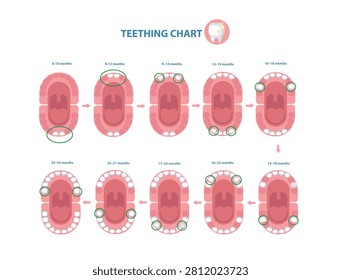 Educational timeline illustrating the eruption sequence of primary teeth from 6 to 33 months of age.
