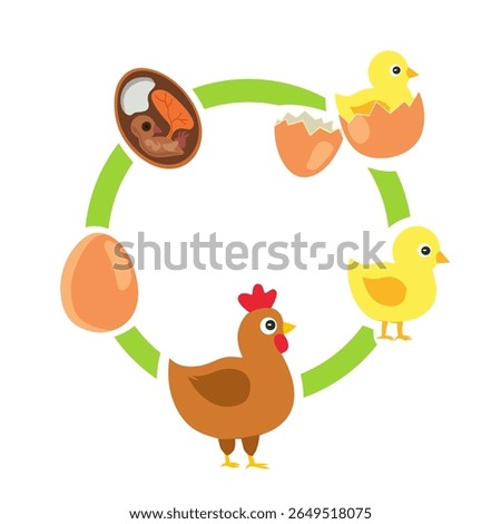 Educational vector diagram showing the life cycle of a chicken from egg to adult. Perfect for children’s learning, school posters, science projects, and biology classes.