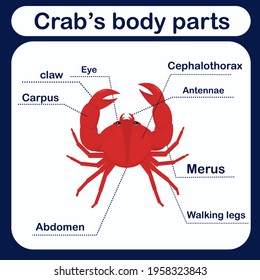 educational vector illustration with crab body parts