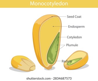 Educational vector illustration detailing the anatomy of a monocotyledon seed showing seed coat endosperm cotyledon plumule radicle with plant biology.