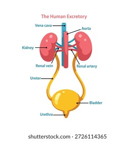 Ilustração vetorial educacional do sistema excretor humano com rins, ureteres, bexiga e vasos sanguíneos principais claramente marcados.
Design plano limpo adequado para educação de anatomia, infográficos médicos e materiais de aprendizagem de biologia.