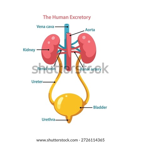 Educational vector illustration of the human excretory system with clearly labeled kidneys, ureters, bladder, and major blood vessels.
Clean flat design suitable for anatomy education, medical infographics, and biology learning materials.