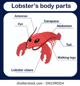 educational vector illustration with lobster body parts