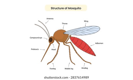 Educational vector illustration showing the anatomical structure of a mosquito with clearly labeled body parts, including antenna, compound eye, proboscis, head, thorax, wing, haltere, abdomen, foreleg, middle leg, and hindleg. Ideal for biology textbooks, science education, classrooms, and medical learning materials.