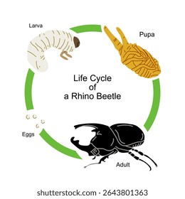 Ilustração vetorial educacional mostrando o ciclo de vida de um besouro rinoceronte, incluindo estágios de ovos, larva, pupa a besouro adulto. Ideal para materiais de aprendizagem de biologia, infográficos com temas de insetos