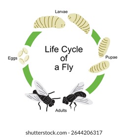 Ilustração educacional vetorial mostrando o ciclo de vida de uma mosca. Este diagrama inclui os quatro estágios principais: ovos, larvas (larvas), pupas e moscas adultas. Perfeito para materiais de aprendizagem de biologia