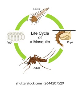 Ilustração educacional vetorial mostrando o ciclo de vida de um mosquito. O diagrama inclui quatro estágios principais: ovos, larva, pupa e mosquito adulto. Este visual é ideal para aulas de biologia, entomologia