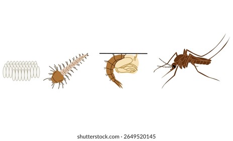 Ilustração educacional vetorial mostrando o ciclo de vida de um mosquito. O diagrama inclui quatro estágios principais: ovos, larva, pupa e mosquito adulto. Este visual é ideal para aulas de biologia, entomologia