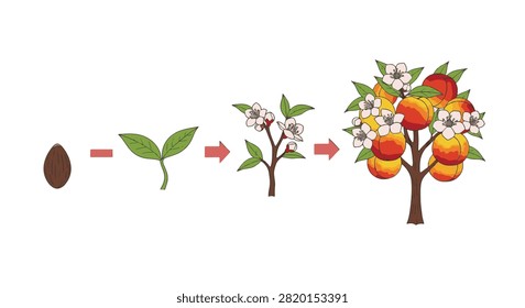 Educational vector illustration showing the life cycle of a nectarine tree from seed to mature fruit-bearing plant, including sprout, flowering branch, and ripe nectarines on white background.