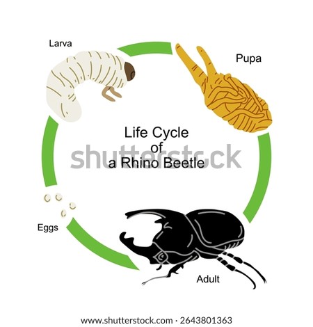 Educational vector illustration showing the life cycle of a rhino beetle, including stages from eggs, larva, pupa to adult beetle. Ideal for biology learning materials, insect-themed infographics