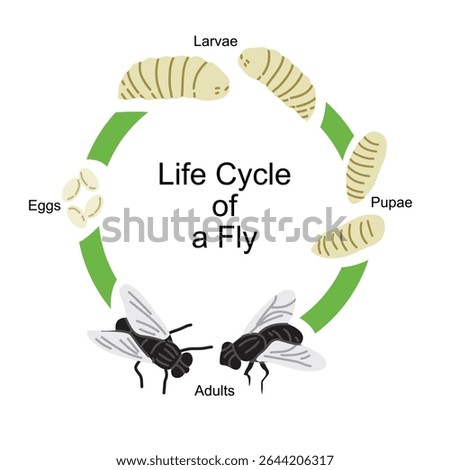 Educational vector illustration showing the life cycle of a fly. This diagram includes the four main stages: eggs, larvae (maggots), pupae, and adult flies. Perfect for biology learning materials
