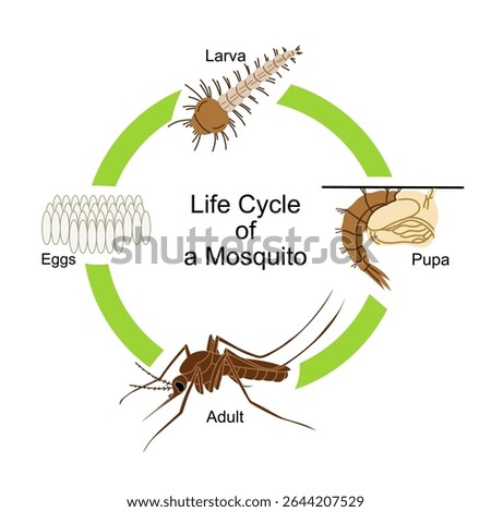 Educational vector illustration showing the life cycle of a mosquito. The diagram includes four main stages: eggs, larva, pupa, and adult mosquito. This visual is ideal for biology lessons, entomology