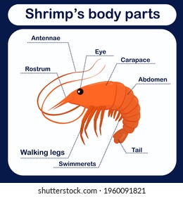 educational vector illustration with shrimp body parts