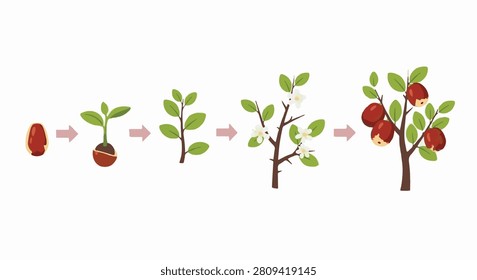 Educational vector infographic depicting jujube plant biological progression. Shows stages from seed germination and sprout development to flowering and mature red date production.