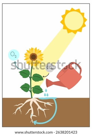 Educational vector showing photosynthesis process in a sunflower with sunlight, water, and oxygen-carbon cycle.