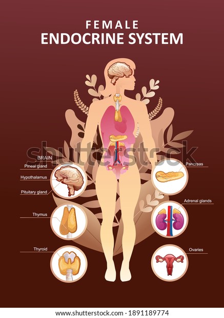 Educational vertical poster for\
endocrine system or training vector illustration body in plant\
leaves concept of microflora and health of human internal\
organs
