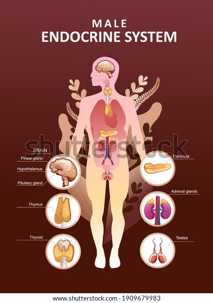 Educational vertical poster for\
endocrine system or training vector illustration body in plant\
leaves concept of microflora and health of human internal\
organs