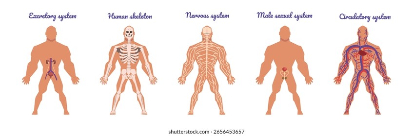 Anatomia Educativa com Sistema Interno Corporal e Conjunto de Vetores Orgânicos