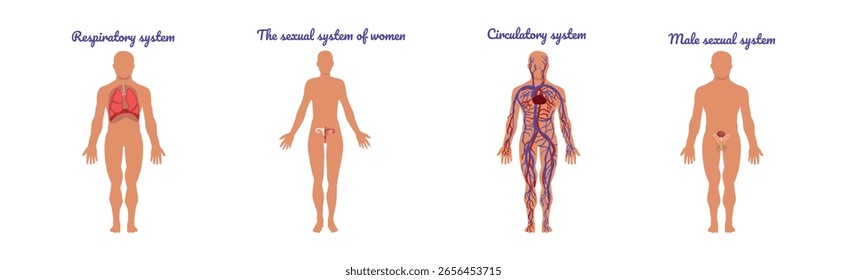Anatomia Educativa com Sistema Interno Corporal e Conjunto de Vetores Orgânicos