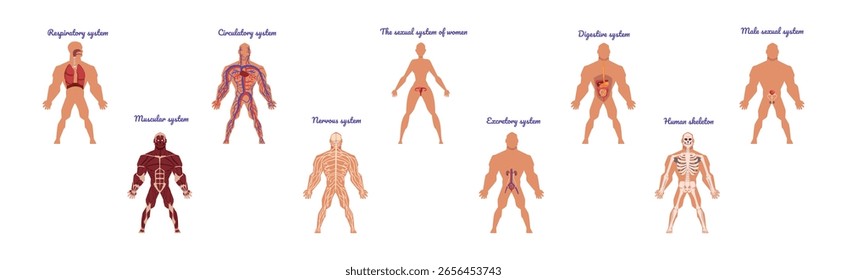 Anatomía educativa con sistema interno del cuerpo y sistema del Vector del órgano