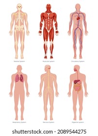 Anatomía educativa fisiología sistema de órganos cuerpo humano conjunto de ilustración plana vectorial. Partes interiores de biología infográfica con nombres esqueléticos, musculares, circulatorios, respiratorios, nerviosos, digestivos aislados