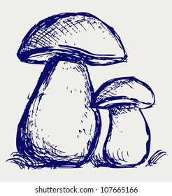 Edulis sketch