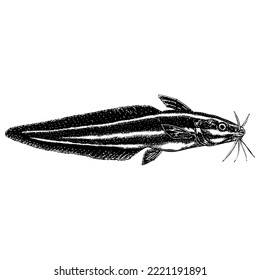 Eel catfish hand drawing. Vector illustration isolated on white background.