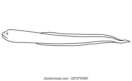 eel fish line vector illustration isolated on white background, animal's top view