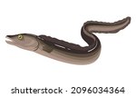 Eel fish on white background, seafood. Vector illustration.