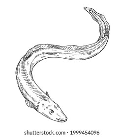 Eel fish on white background. Vintage vector engraving monochrome black illustration. Hand drawn design in a graphic ink style.