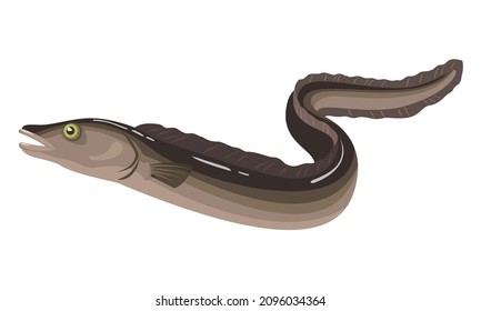 Eel fish on white background, seafood. Vector illustration.