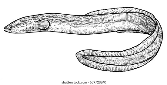 Eel Illustration Stock Vector (Royalty Free) 659728240 | Shutterstock