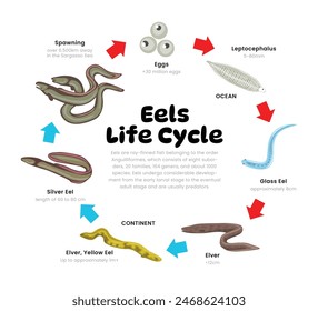 Aallebenszyklusdiagramm für Wissenschaft Bildung Entwicklung Prozess Schema Abbildung, Verschiedene Insektenstadien von Stadien Eier, Leptocephalus, Glasaale, Hebel bis Laichen. Reproduktion Erklärung.