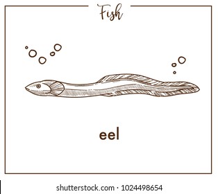 Eel sketch fish vector icon or conger