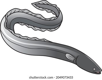 eel vector illustration isolated on white background