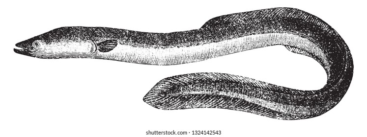 The eel, vintage engraved illustration. From Deutch Vogel Teaching in Zoology.
