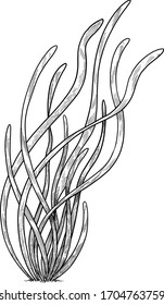 Eelgrass illustration, drawing, engraving, ink, line art, vector