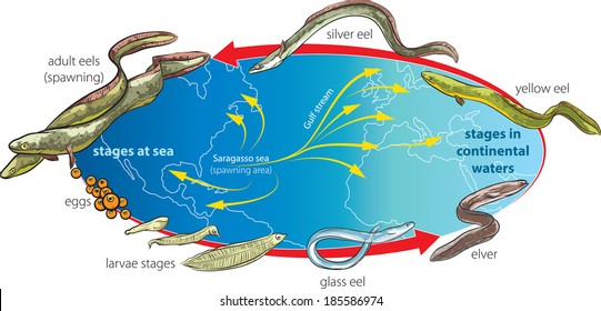 Eels life cycle and migration