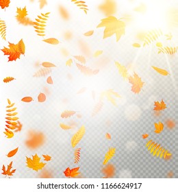 Effect of autumn falling leaves layer with shallow DOF blur. Autumnal foliage fall template. Warm color. EPS 10