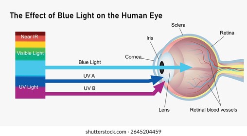 El efecto de la luz azul en el ojo humano. Ilustración vectorial de educación de la Ciencia